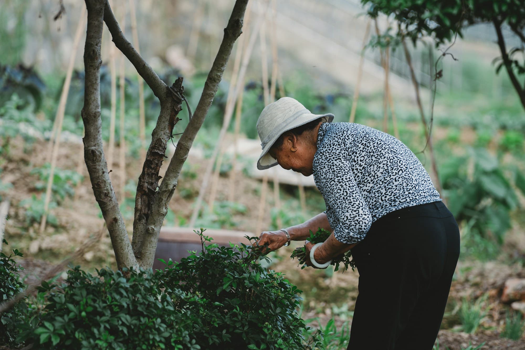 An older woman in a sun hat trimming a leafy green shrub in her garden
